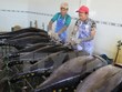 Japón transfiere tecnología de pesca de atún oceánico a Vietnam
