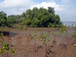 Apoyo sudcoreano a proyecto de plantación de manglares en Vietnam