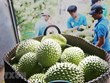Impulsan la exportación de durián de Vietnam