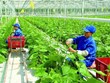 Agricultura vietnamita adopta soluciones para implementar compromisos de COP26