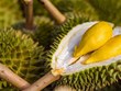 Durián genera expectativas para exportaciones de frutas de Vietnam