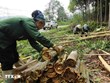 Vietnam afirma posición 'dominante' en industria mundial de canela