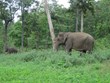 Vietnam utiliza collares con GPS para monitorear y proteger a elefantes
