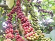 Vietnam por fortalecer proyecto de replantación de café