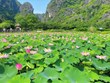 Ninh Binh desarrolla ecoturismo asociado con el loto