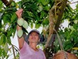 Mango de Dong Nai será puesto en venta en Australia