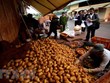 Provincia vietnamita de Lam Dong busca desarrollar marca de patata Da Lat