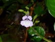 Descubren nueva especie de planta floral en Vietnam