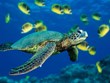 Restauran población de tortugas en peligro de extinción en Vietnam