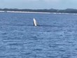 Aparece una ballena en aguas vietnamitas