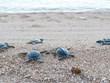 Parque Nacional vietnamita de Con Dao libera miles de tortugas bebés al mar