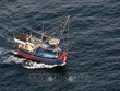 Página web tailandesa alaba combate de Vietnam contra la pesca ilegal