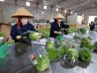 Vietnam se esfuerza por exportar verduras limpias a Singapur y Corea del Sur