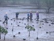 Lanzan proyecto de restauración de manglares en Vietnam financiado por Corea del Sur 