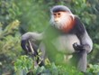  Vietnam se esfuerza por protección de manadas de primates en peligro de extinción