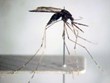Vietnam se esfuerza por eliminar malaria para 2030
