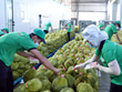 Exportaciones de productos agrícolas de Vietnam alcanzarán miles millones de dólares