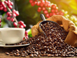 Exportaciones vietnamitas de café podrían alcanzar nuevo récord