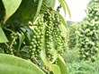 Exportación de pimienta de Vietnam aumenta 30 por ciento en cinco meses