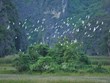 Vietnam por impulsar medidas para preservar aves silvestres y migratorias 