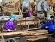 Vietnam por crear área estable de materias primas para industria de procesamiento maderero