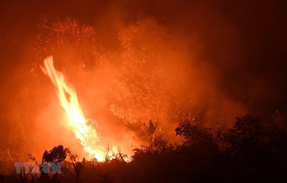 Causan incendios forestales pérdidas económicas por 5,2 mil millones de dólares para Indonesia