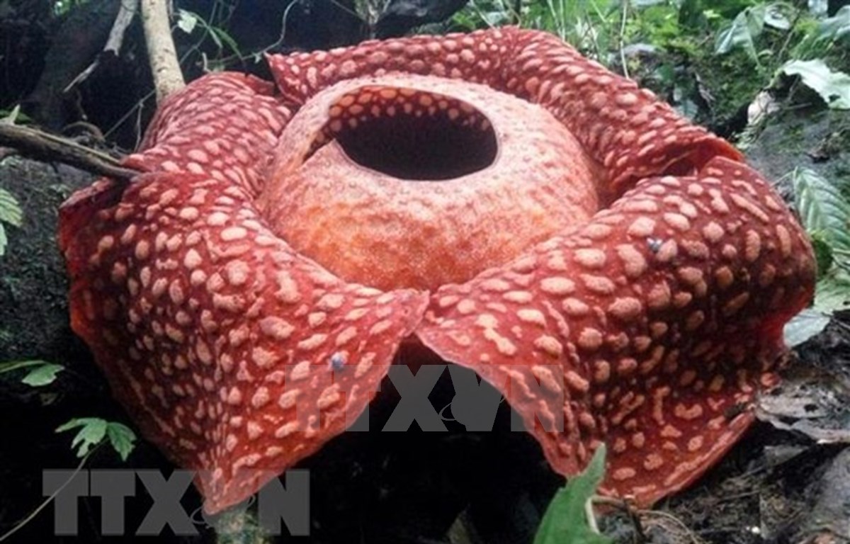 Descubren en Indonesia la flor más grande en el mundo