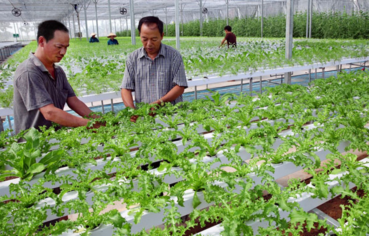 Fija Vietnam meta de lograr 42 mil millones de dólares de exportaciones agrícolas en 2020