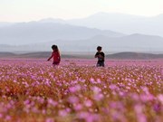 Chile: Flores brotan en el desierto más seco del mundo