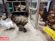 Granjas de gallina Brahma en Ciudad Ho Chi Minh 