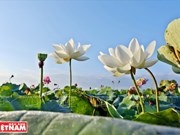 [Fotos] Los doce extraños lotos de la laguna de Ninh So