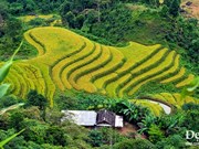 Pintorescas terrazas de arroz de Hoang Su Phi en el Norte de Vietnam