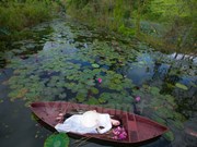[Fotos] La belleza de los lirios de agua en Vietnam