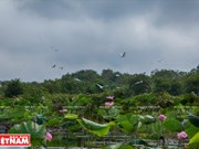 [Fotos] Rámsar de Lang Sen atrae interés de turistas 