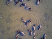 [Fotos] Bellas fotos de semana: brillante imagen de búfalo acuático de Vietnam