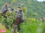 [Fotos] "Reina de los primates" en la península de Son Tra