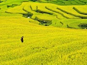 [Fotos] Impresionantes panoramas de terrazass de arroz en Hoang Su Phi 
