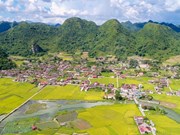 Belleza de temporada de cosecha de arroz en valle de Bac Son en Vietnam   