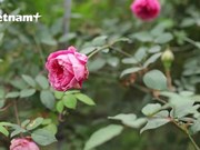 El primer jardín de rosas en Vietnam en responder al doble estándar orgánico nacional y mundial