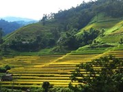Recorren arrozales patrimoniales de Hoang Su Phi a través de la pantalla