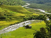 Admire la belleza de terrazas de arroz doradas en provincia vietnamita