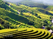 Recorren los arrozales patrimoniales de Hoang Su Phi a través de la pantalla
