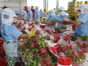 Provincia de Son La exporta 10 toneladas de pitahaya de pulpa roja a Rusia