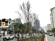 Hanoi plantará almendros malabares en calles capitalinas