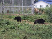 Lanzan en Vietnam proyecto cinematográfico para fortalecer conservación de osos y naturaleza