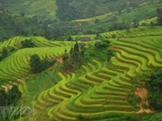Turismo de provincia vietnamita por adaptación segura al COVID-19