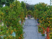 Bonsái de kumquat en aldea vietnamita de Tu Lien da frutos en ocasión del Tet