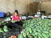 Exportan a Australia mango de provincia vietnamita de Son La