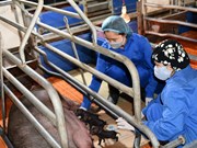 Vietnam desarrolla con éxito tecnología de clonación de cerdo a partir de células somáticas