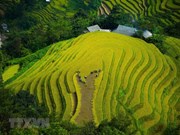 Nueva temporada de arroz en tierras altas vietnamitas